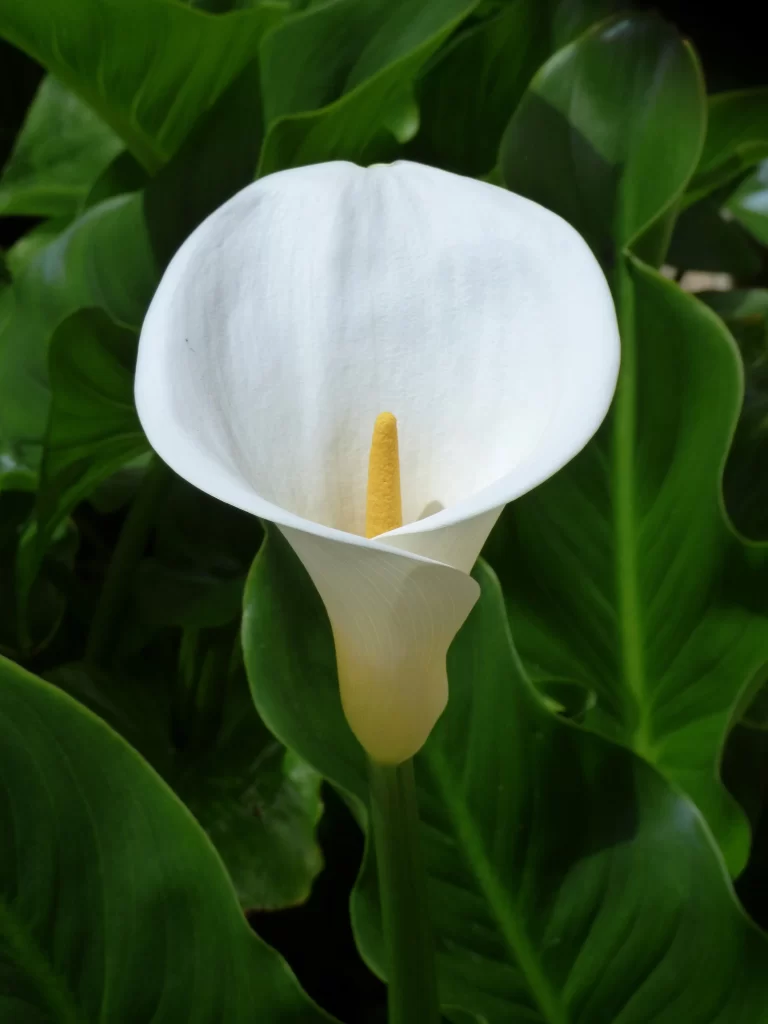 White Calla Lily Petal Yellow Spadix Green warm Leaves