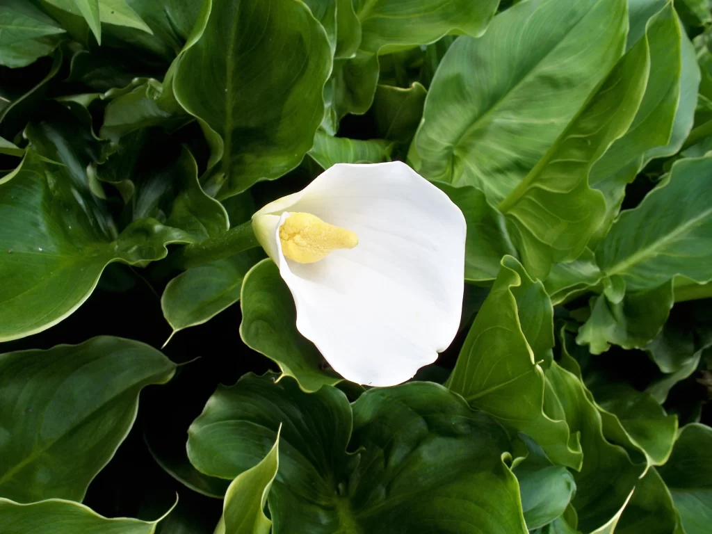 White Calla Lily Petal Yellow Spadix Green warm Leaves