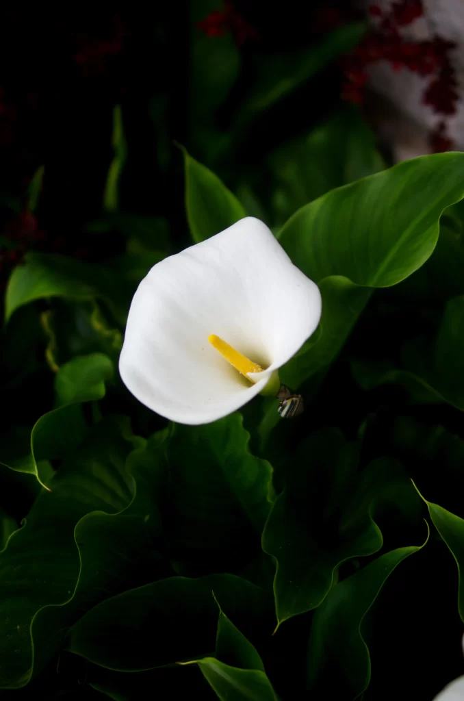 White Calla Lily Petal Yellow Spadix Green dark Leaves