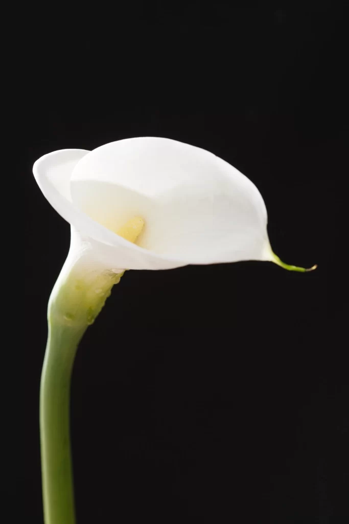 White Calla Lily Petal Yellow Spadix Green Stem