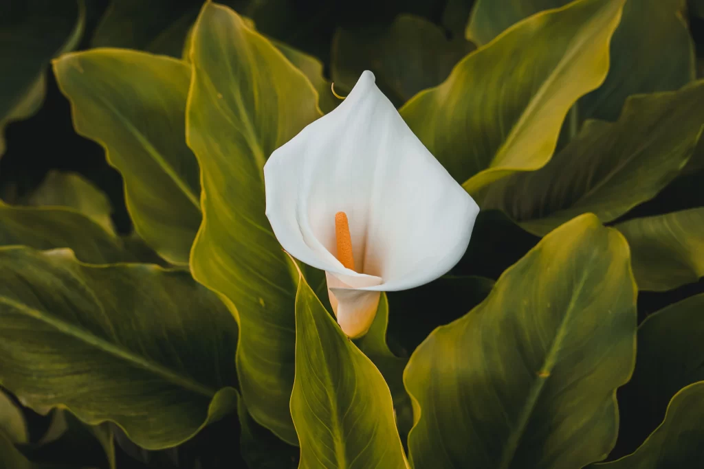 White Calla Lily Petal Yellow Green Leaves