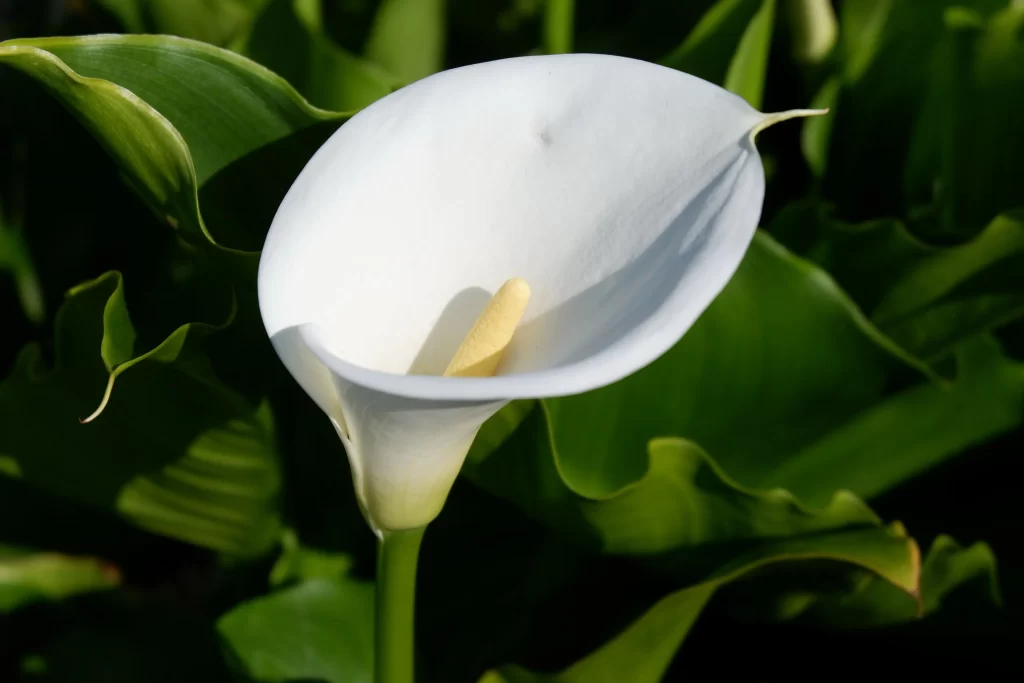 White Calla Lily Petal Yellow Spadix Green gray Leaves