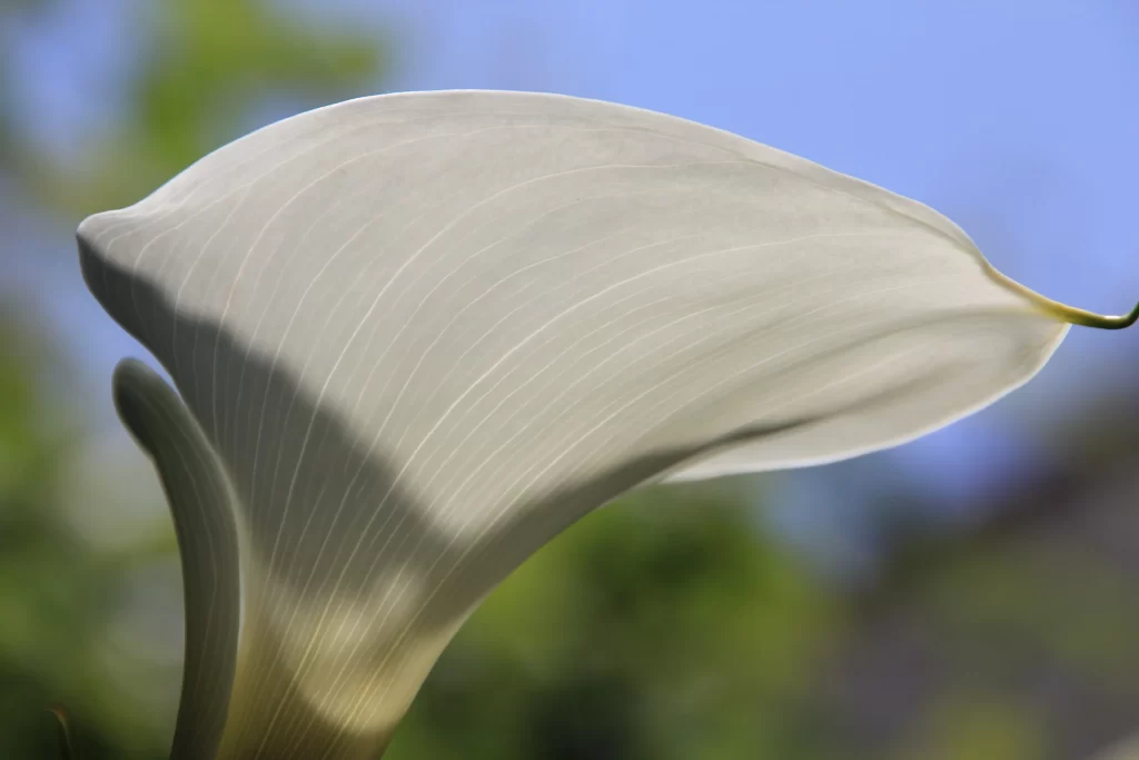 White Calla Lily Petals Curved Lines Soft Focus