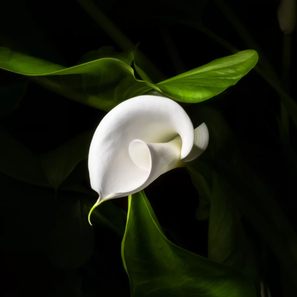 White Calla Lily Petals Curved Green Leaves