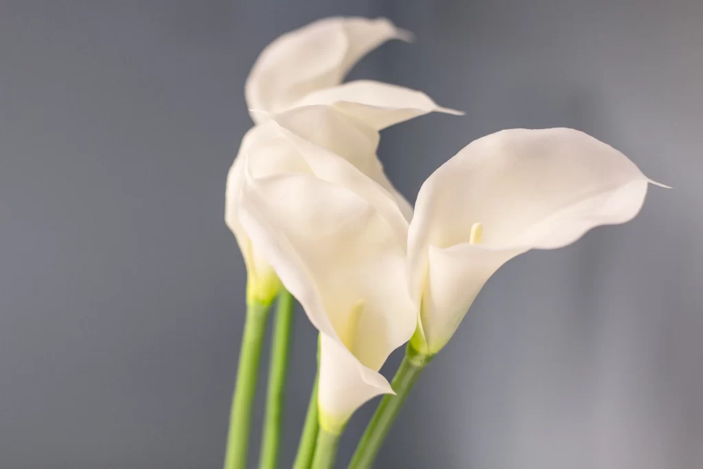 White Calla Lily Petals Curved Green Stems