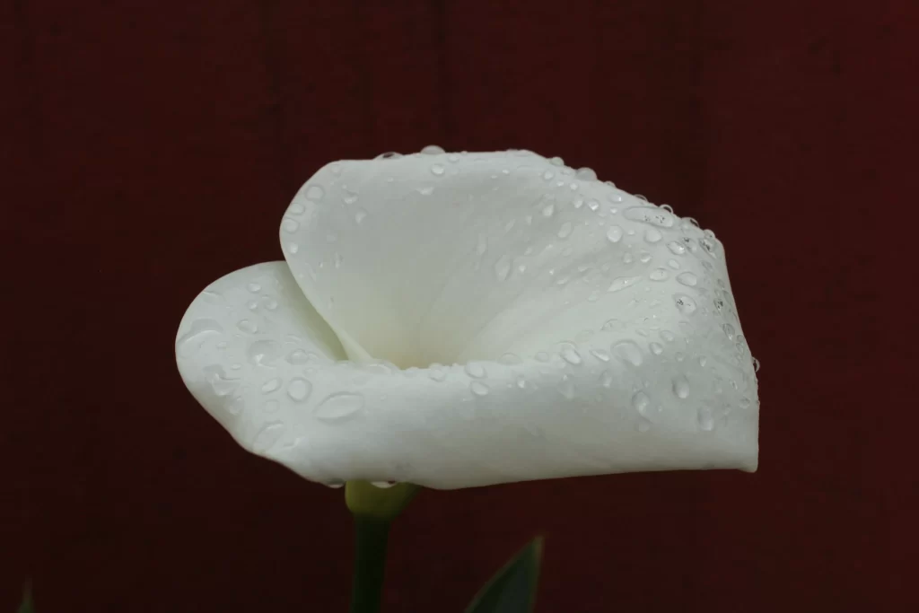 White Calla Lily Petals Dewdrops Smooth Texture Dark Background