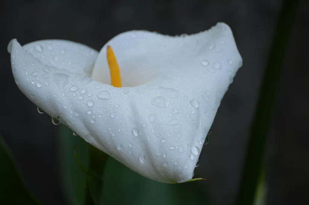 White Calla Lily Petals Dewdrops Yellow gray Spadix