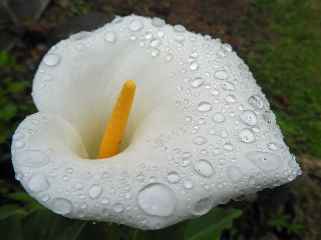 White Calla Lily Petals Dewdrops Yellow gray Spadix