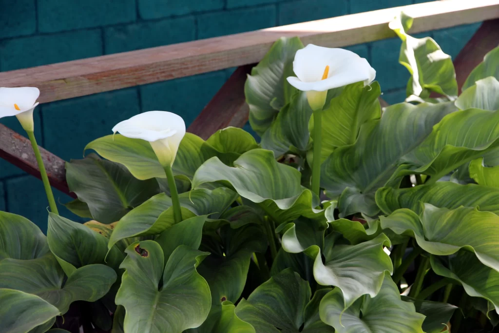 White Calla Lily Petals Green Leaves Yellow Spadix