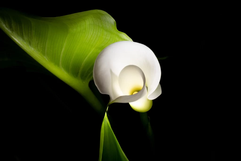 White Calla Lily Petals Green Leaves