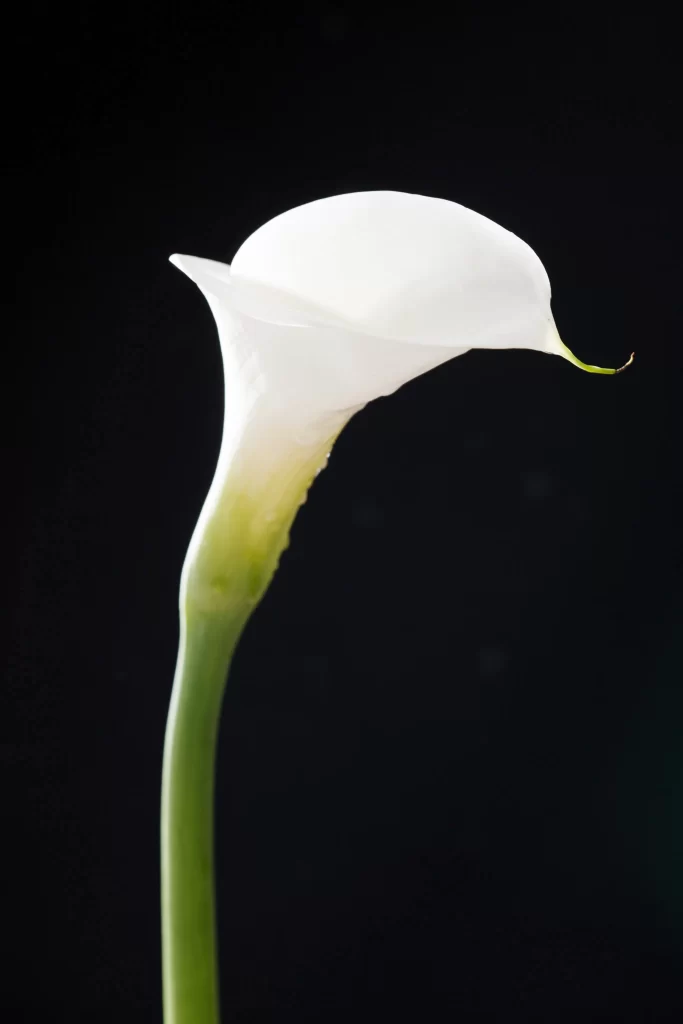 White Calla Lily Petals Green dark Stem