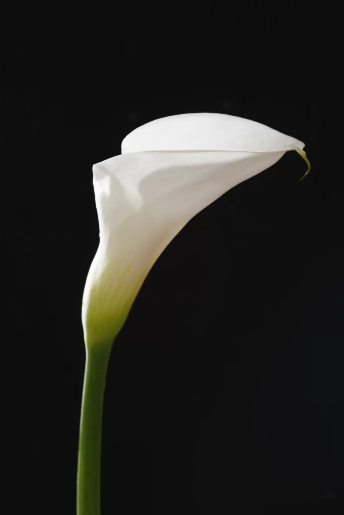 White Calla Lily Petals Green dark Stem
