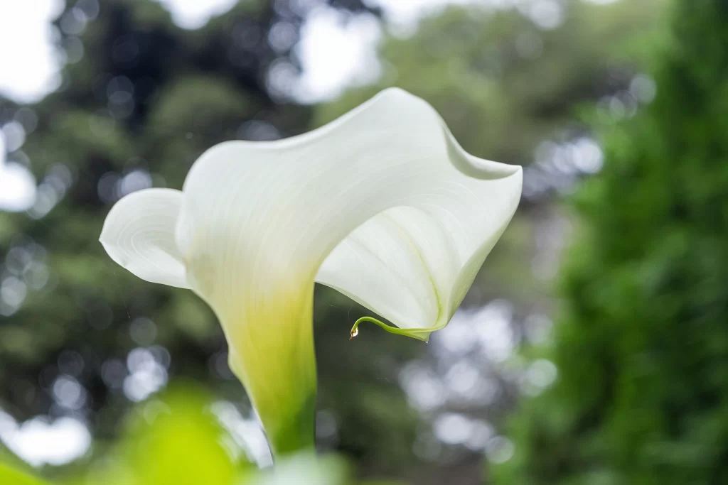 White Calla Lily Petals Green gray Background