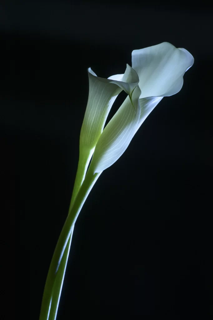 White Calla Lily Petals Green dark Stem