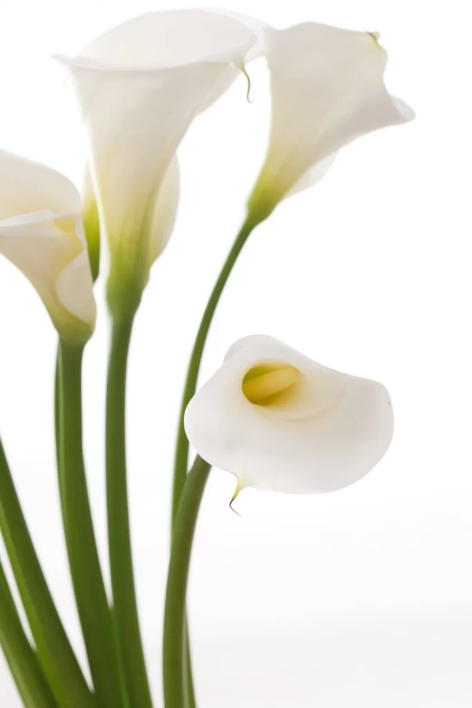 White Calla Lily Petals Green Stems Yellow Spadix