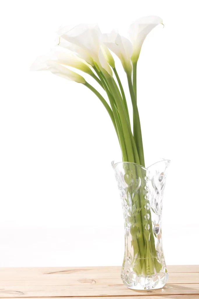 White Calla Lily Petals Green Stems Clear Vase