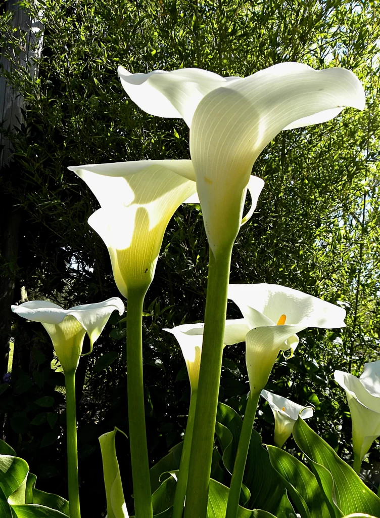 White Calla Lily Petals Green Stems Sunlight