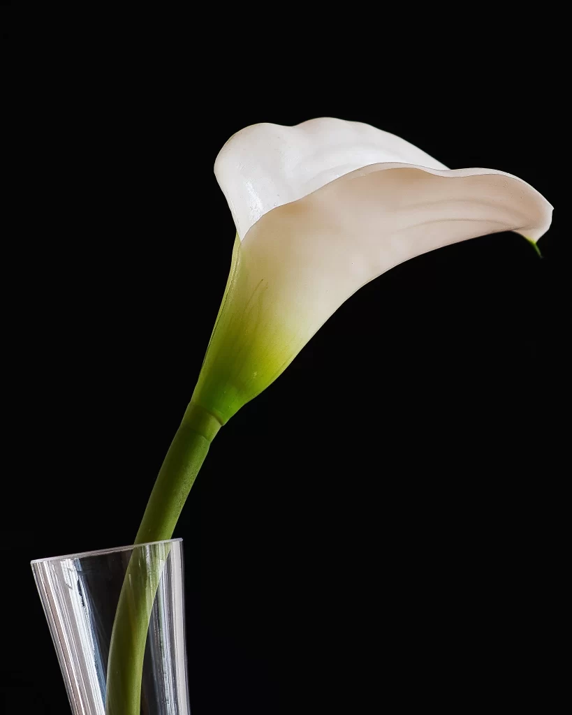 White Calla Lily Petals Green Stem Vase