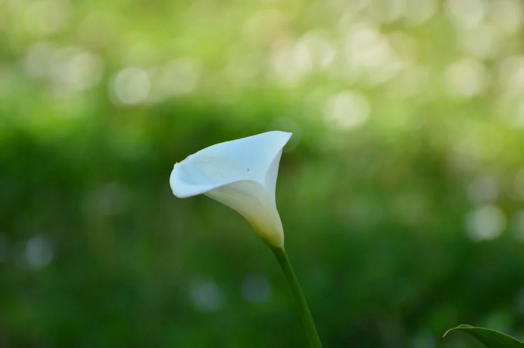 White Calla Lily Petals Green warm Background