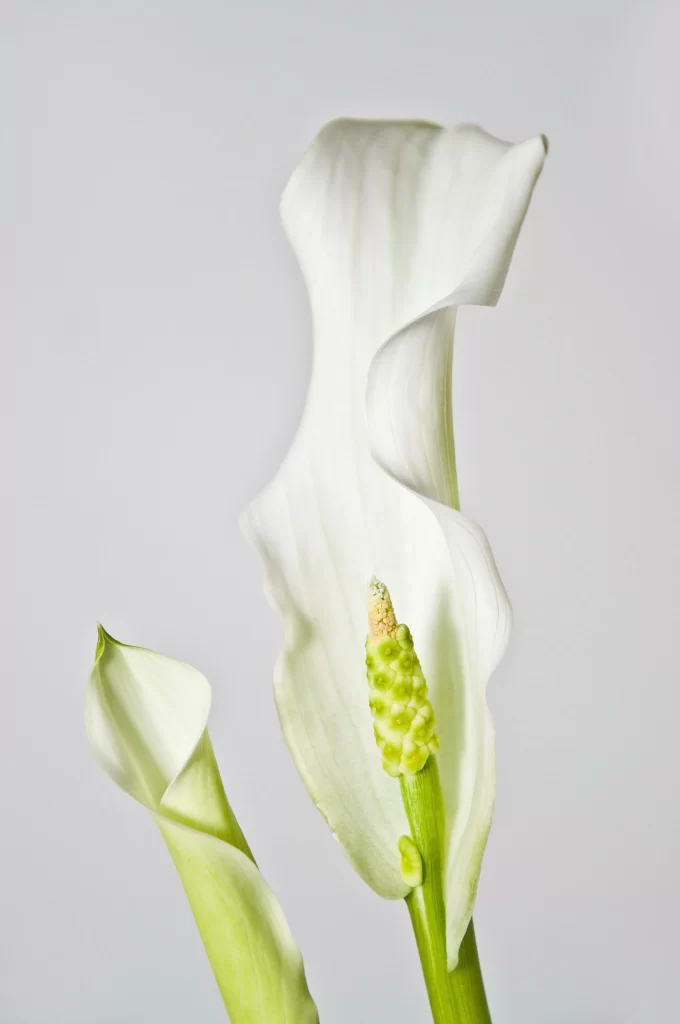 White Calla Lily Petals Green Spadix