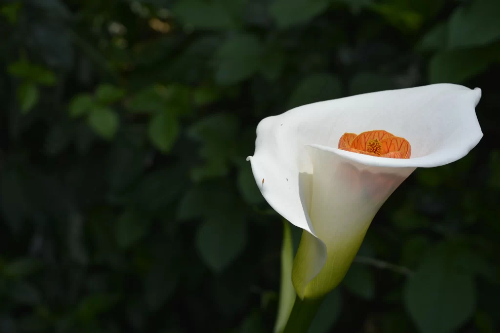 White Calla Lily Petals Orange Spadix Green Leaves