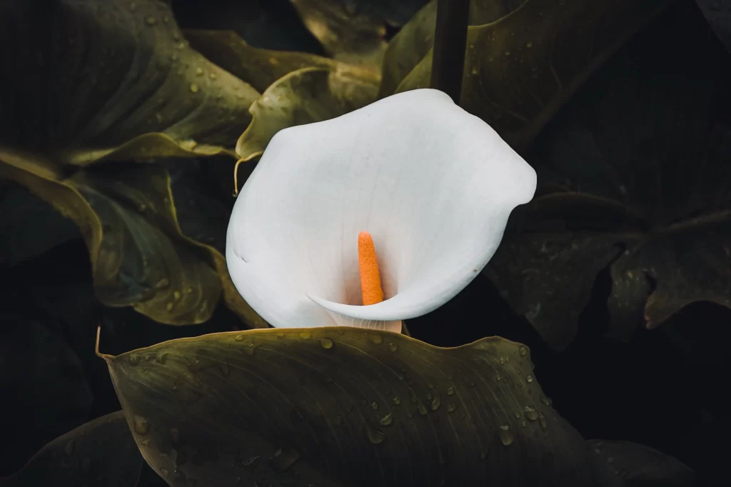 White Calla Lily Petals Orange Spadix Dark Leaves