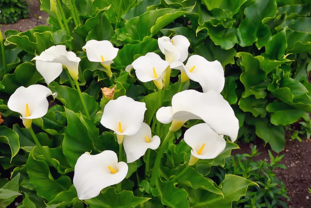 White Calla Lily Petals Yellow Spadix Green warm Leaves
