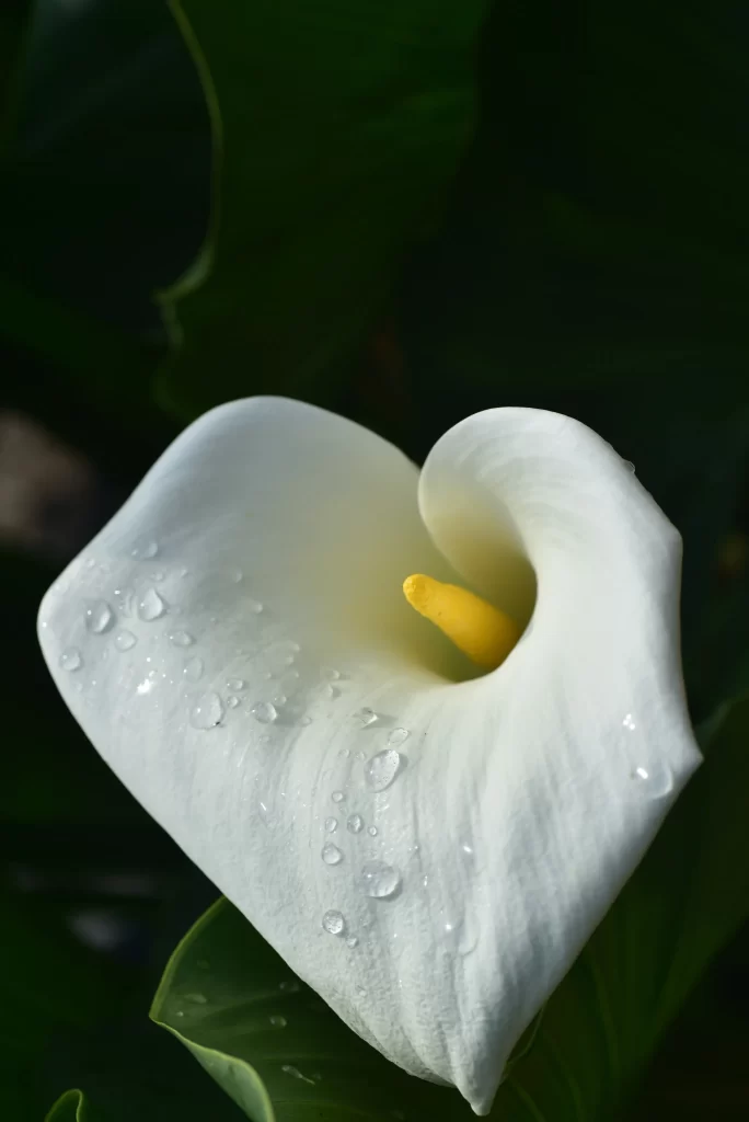 White Calla Lily Petals Yellow Spadix gray Dewdrops