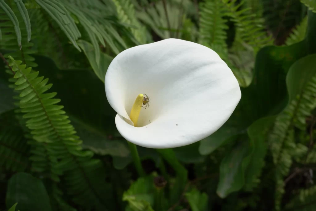 White Calla Lily Petals Yellow Spadix Green Foliage