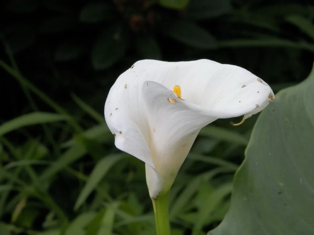 White Calla Lily Petals Yellow Spots Green Stem