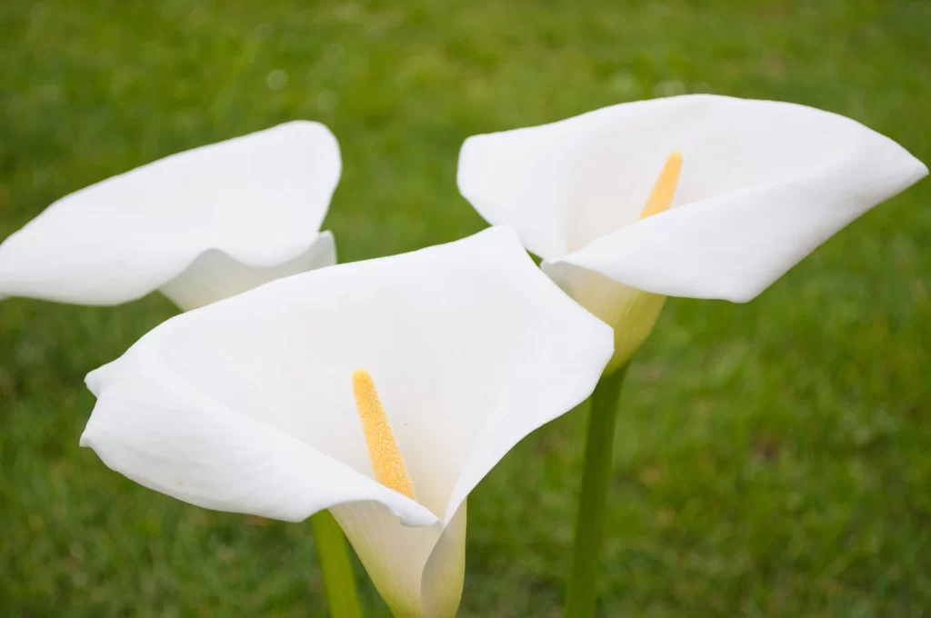 White Calla Lily Petals Yellow Spadix Green warm Background