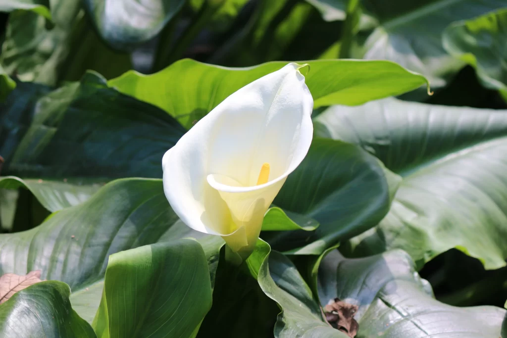 White Calla Lily Petals Yellow Spadix Green gray Leaves