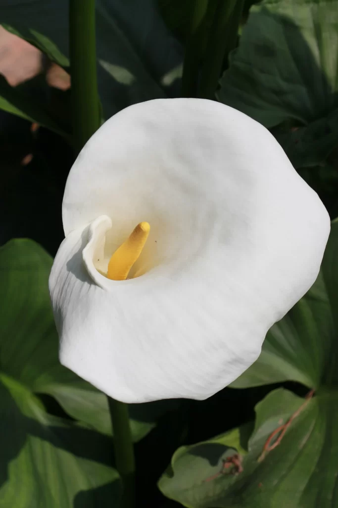 White Calla Lily Petals Yellow Spadix Green gray Leaves