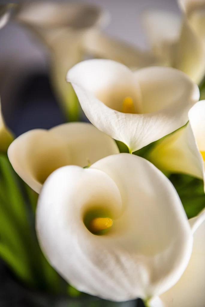White Calla Lily Petals Yellow Spadix Green gray Leaves
