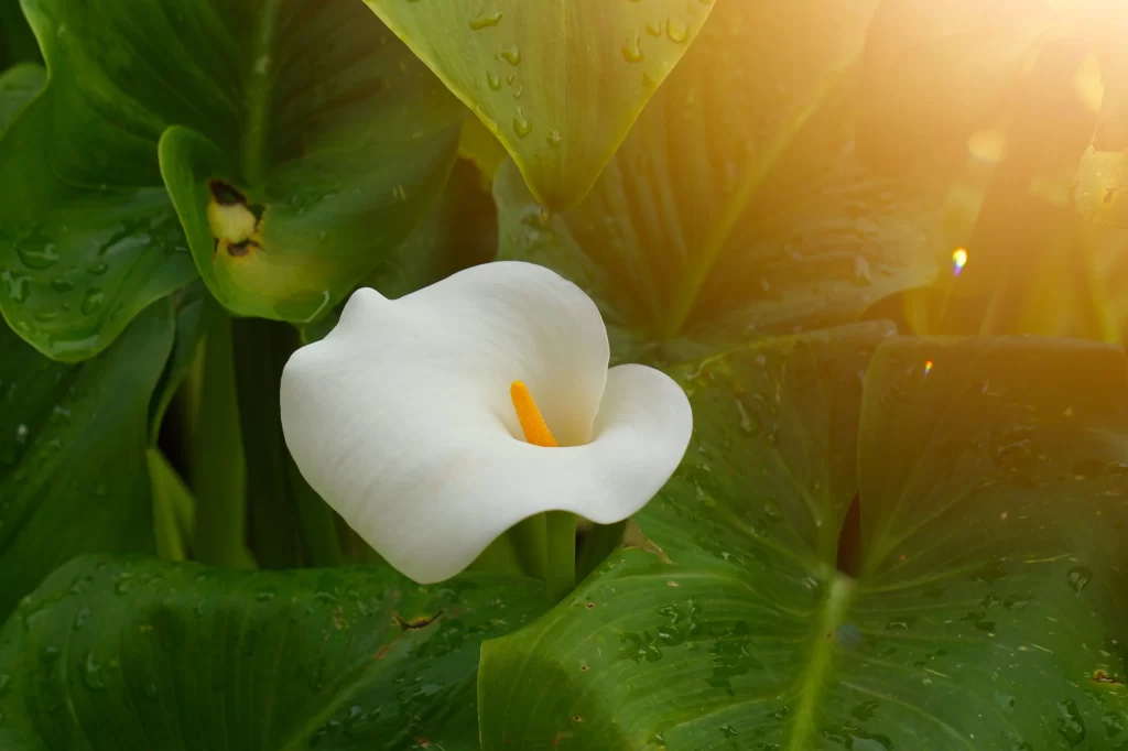 White Calla Lily Petals Yellow Spadix Green Leaves Dewdrops