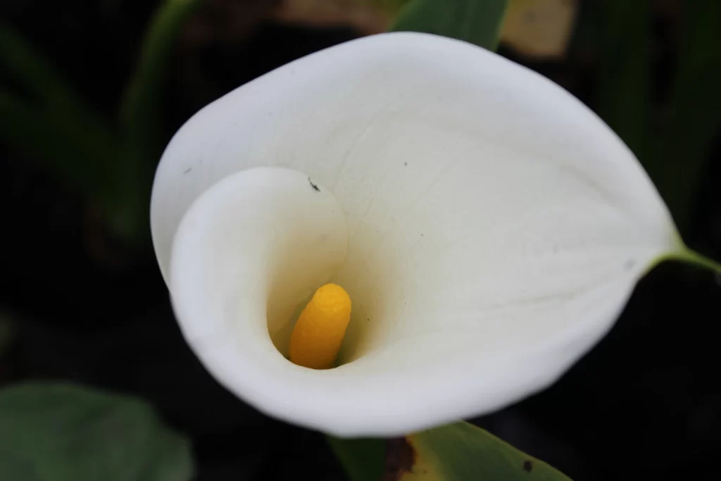 White Calla Lily Petals Yellow Spadix