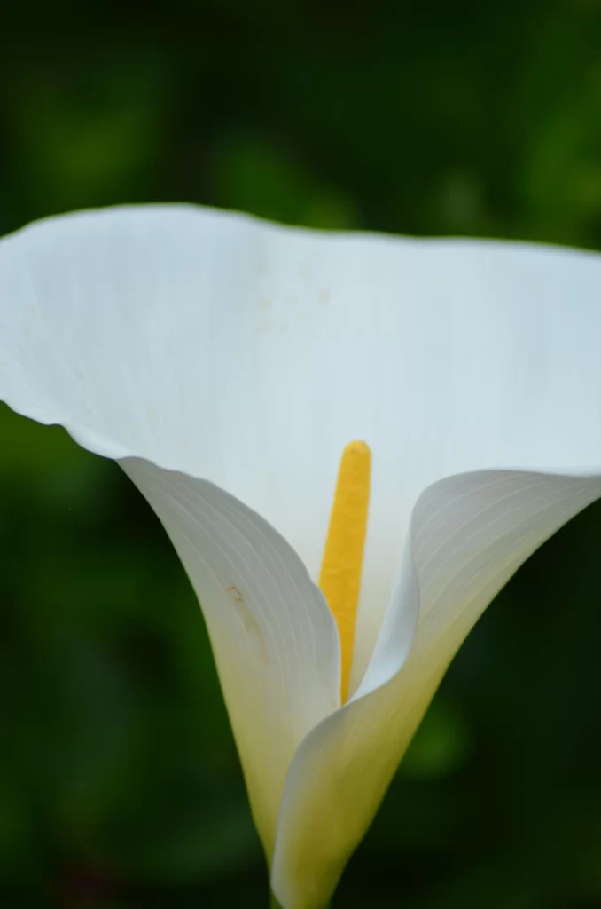 White Calla Lily Petals Yellow Spadix Green gray Background