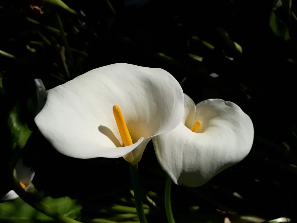 White Calla Lily Petals Yellow Spadix Green Stalk