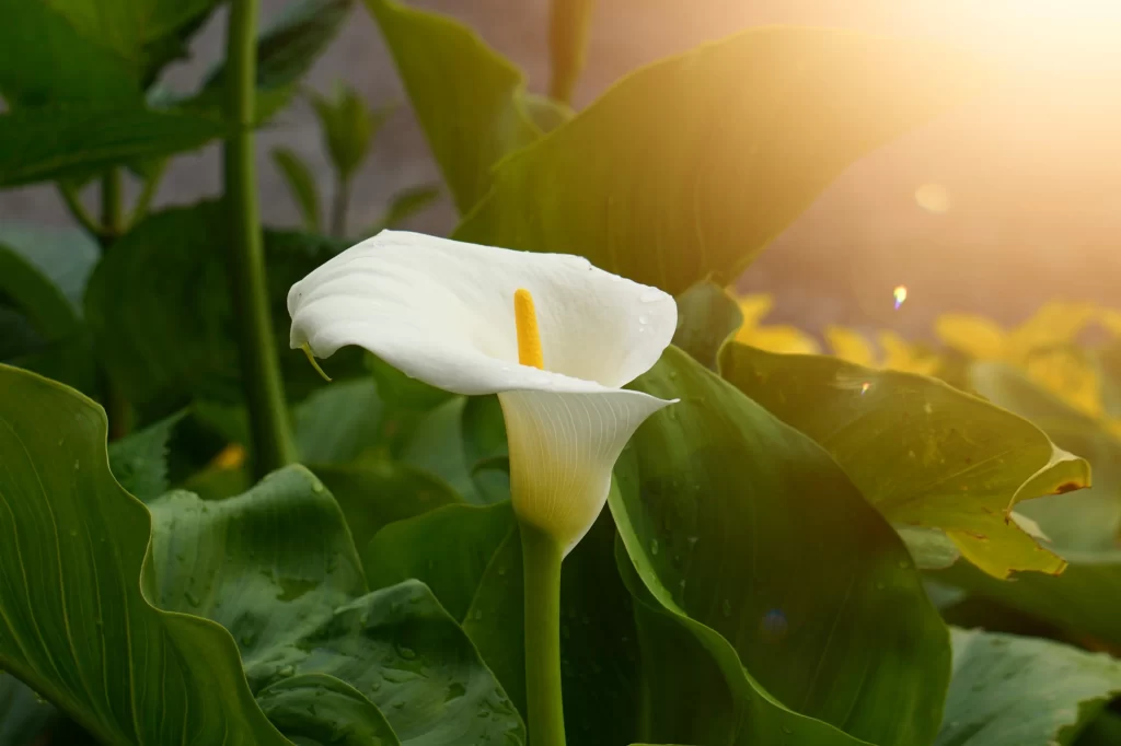 White Calla Lily Petals Yellow Spadix Green warm Leaves