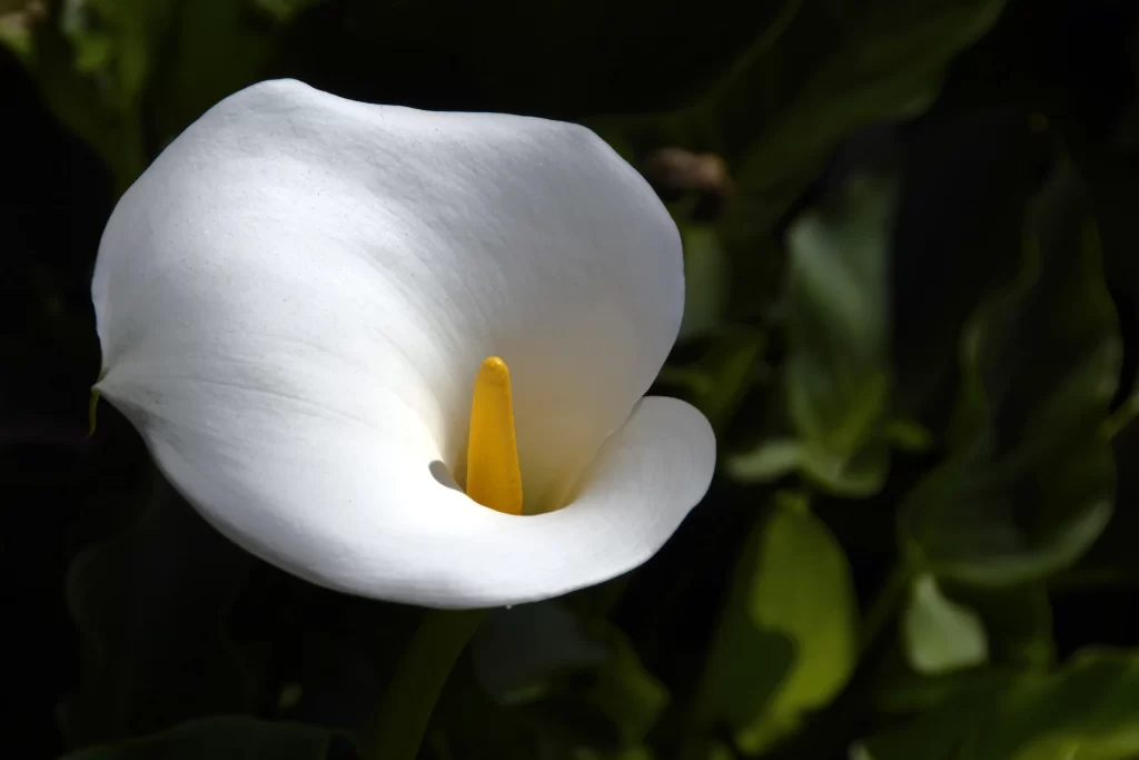 White Calla Lily Petals Yellow Spadix Green gray Leaves