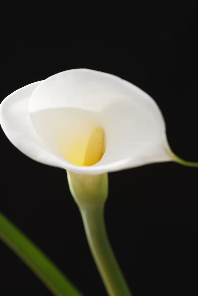 White Calla Lily Petals Yellow Spadix Green gray Stem