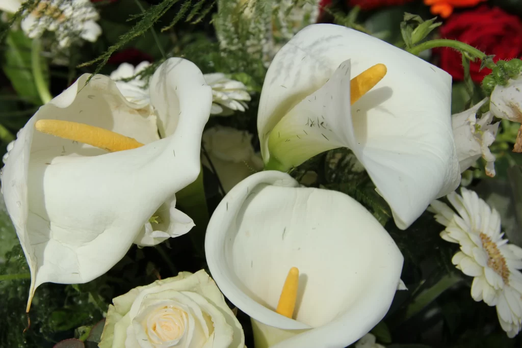 White Calla Lily Petals Yellow Spadix Green gray Leaves