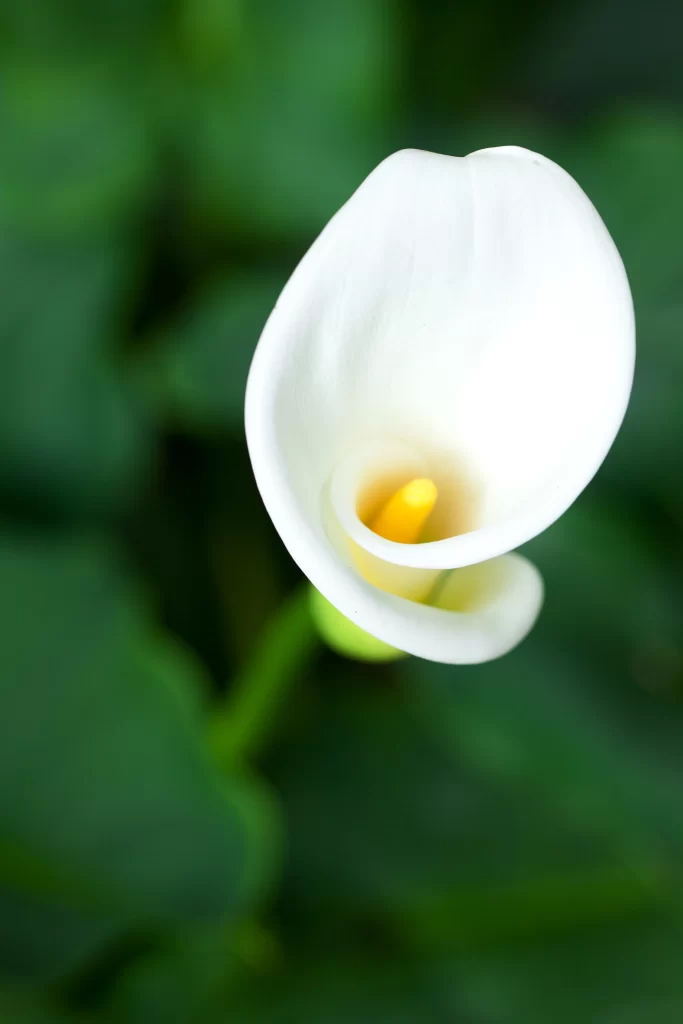 White Calla Lily Petals Yellow Spadix Green warm Leaves