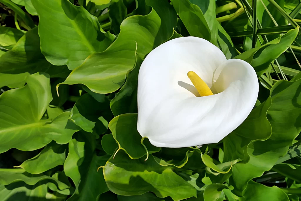 White Calla Lily Petals Yellow Spadix Green warm Leaves