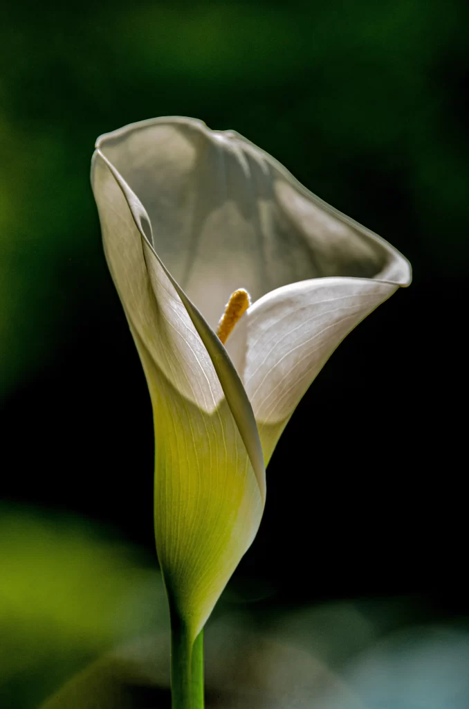 White Calla Lily Petals Yellow Spadix Green dark Stem