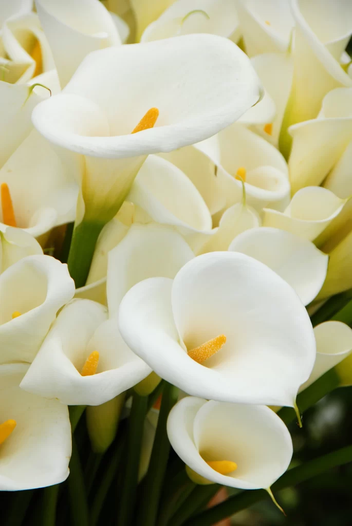 White Calla Lily Petals Yellow Spadix Green warm Stem