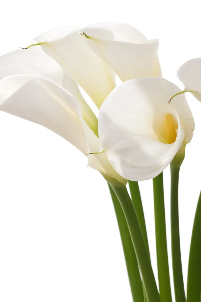 White Calla Lily Petals Yellow Spadix Green Stems