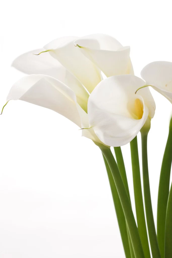 White Calla Lily Petals Yellow Spadix Green Stems
