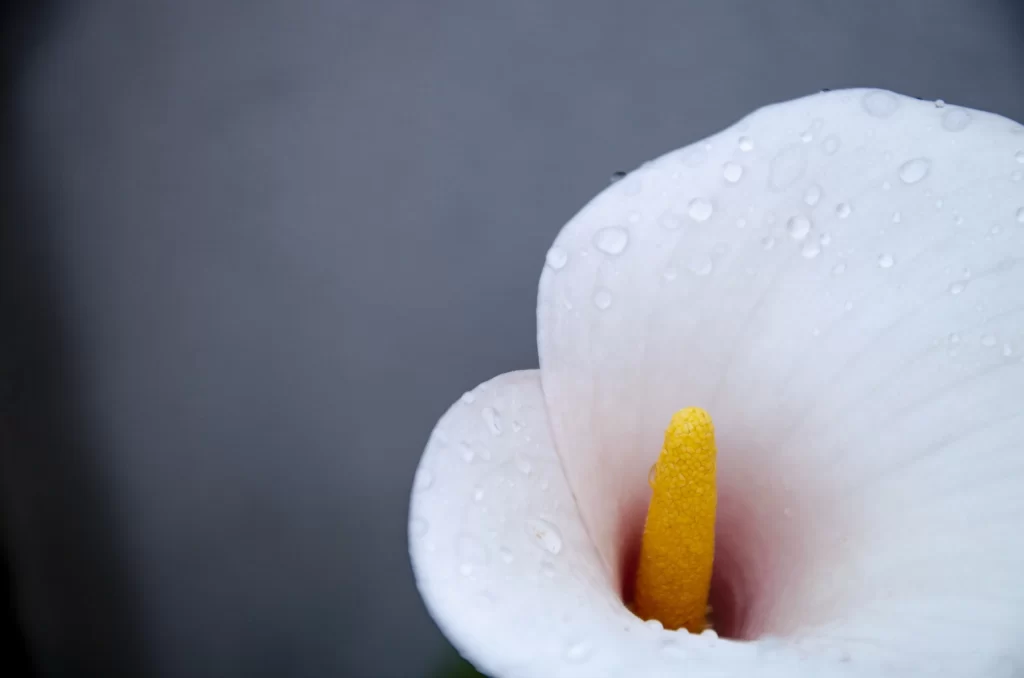 White Calla Lily Petals Yellow Spadix gray Dewdrops