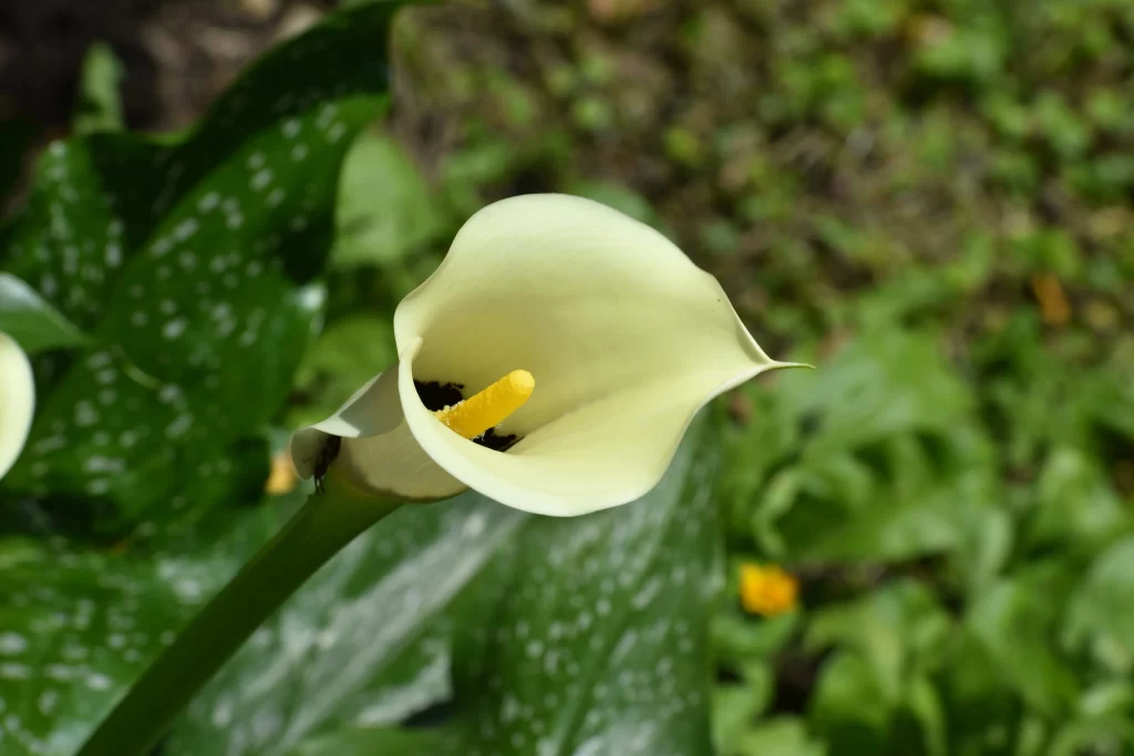 White Calla Lily Petals Yellow Spadix Green warm Leaves